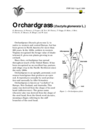 Orchardgrass