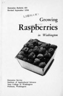 Growing raspberries in Washington