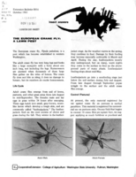 The European crane fly: A lawn pest