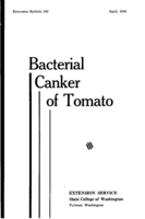 Bacterial canker of tomato