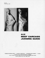 4-H beef carcass judging guide