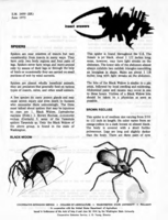 Insect answers: Spiders