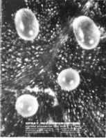 Spray recommendations: eastern Washington tree fruit 1967