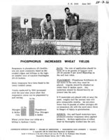 Phosphorus increases wheat yields