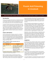 Prussic acid poisoning in livestock