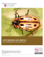 Cottonwood leaf beetle