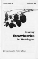 Growing strawberries in Washington