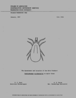 The appearance and location of the mite predator typhlodromus occidentalis on apple trees