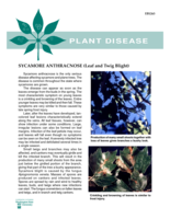 Sycamore Anthracnose Leaf and Twig Blight