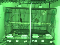 Video 09: Daytime recording, pine siskins housed as pairs, spring