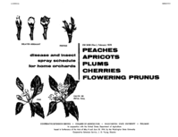 Disease and insect spray program for home gardens: Peaches, apricots, plums, cherries, flowering prunus