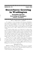 Strawberry growing in Washington