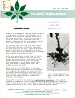 Plant diseases: Crown gall