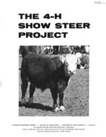 The 4-H show steer project