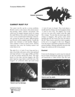 Insect answers: Carrot rust fly