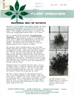 Plant diseases: Bacterial wilt of alfalfa