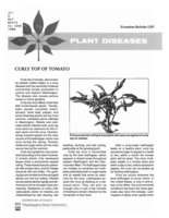 Curly top of tomato