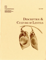 Description and culture of lentils