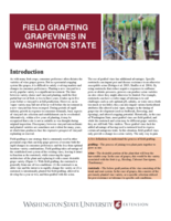 Field grafting grapevines in Washington state