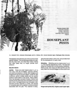House plant pests
