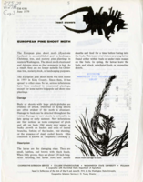 European Pine Shoot Moth