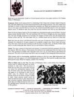 Black leaf of grapes in Washington