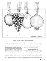 Home drying fruits and vegetables