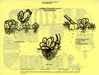 Your vegetable garden, handout 6: Growing plants need water and elbowroom!