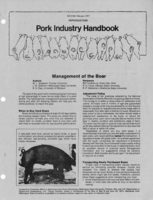 Management of the boar