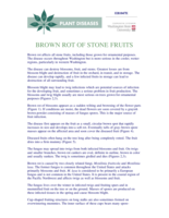 Brown Rot of Stone Fruits