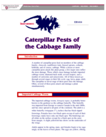 Caterpillar Pests of the Cabbage Family