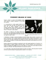 Plant diseases: Powdery mildew of rose