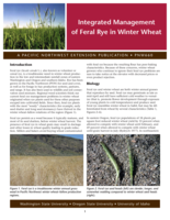 Integrated management of feral rye in winter wheat