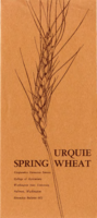 Urquie spring wheat
