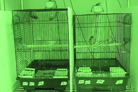 Video 10: Daytime recording, pine siskins housed as pairs, spring