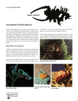 Insect answers: Colorado potato beetle