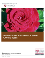 Growing roses in Washington state: Planting roses