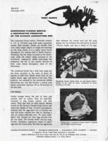 Checkered flower beetle: A destructive predator of the alfalfa leafcutting bee