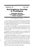 Red raspberry growing in Washington