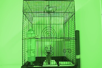 Video 19: Daytime recording, pine siskins housed individually, winter