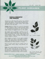 Plant diseases: Dahlia ringspot and mosaic