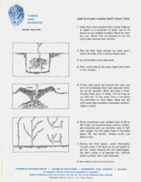 How to plant a bare root fruit tree