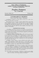 Poultry pointers: Cannibalism in chickens