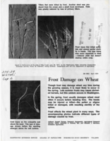 Frost damage on wheat