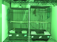 Video 03: Daytime recording, pine siskins housed individually, spring