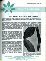 Plant diseases: Late blight of potato and tomato