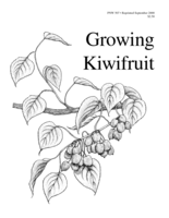 Growing Kiwi Fruit