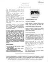 Johnsongrass (Sorghum halepense)