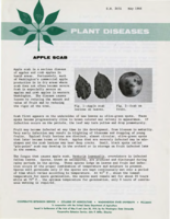 Plant diseases: Apple scab