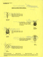 Your vegetable garden, handout 8: Identification of pests: general